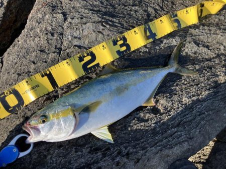 今年になっての青物初釣果