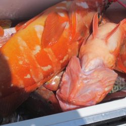 甘鯛、五目、カサゴ