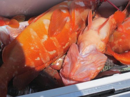 甘鯛、五目、カサゴ