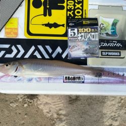 地元の釣り場を探ってみました