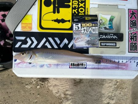 地元の釣り場を探ってみました