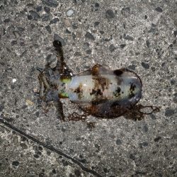 春アオリイカ狙い