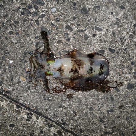 春アオリイカ狙い