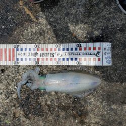 春アオリイカ狙い