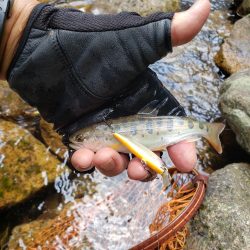 渇水ひどいので川選びですねー