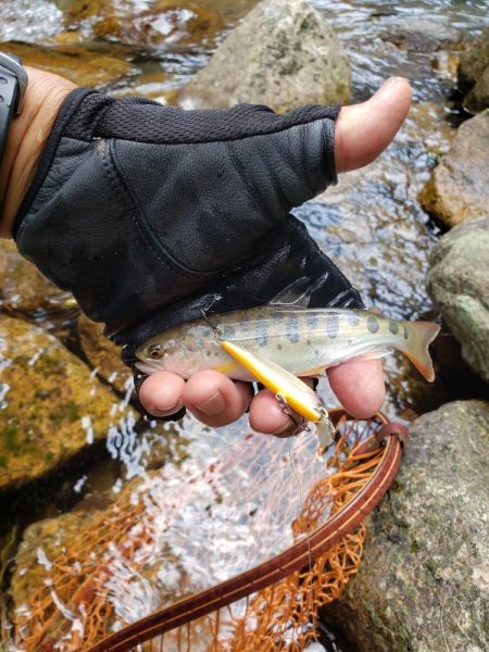 渇水ひどいので川選びですねー