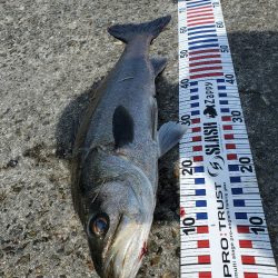 壁沿いシーバス