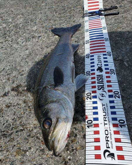 壁沿いシーバス