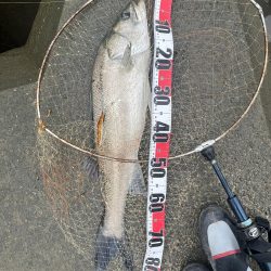 筑後川でランカーシーバス