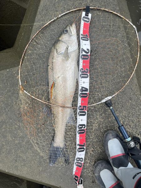 筑後川でランカーシーバス