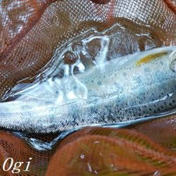 雨後の増水でビッグサイズ登場!