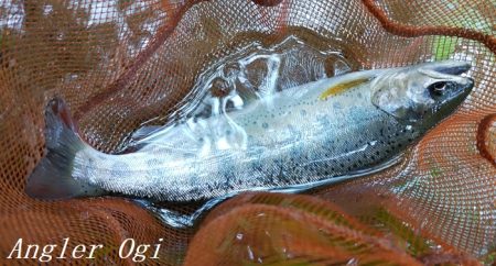 雨後の増水でビッグサイズ登場!