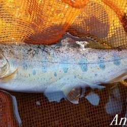 ド渇水の引原川