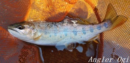 ド渇水の引原川