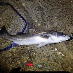 今日に限ってメジャー忘れた…