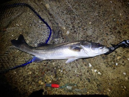 今日に限ってメジャー忘れた…