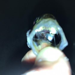 久々のアジング