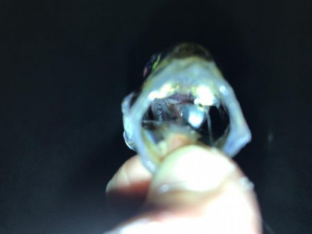 久々のアジング