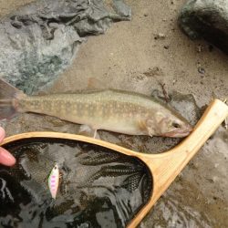 増水でイワナが高活性【天川】
