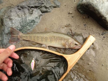 増水でイワナが高活性【天川】