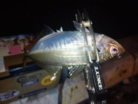 青色ロッドの鱗付け