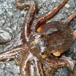 でかタコは何処へ～？