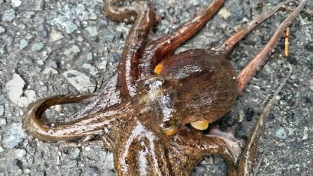 でかタコは何処へ～？