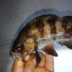 久々にアジ発見