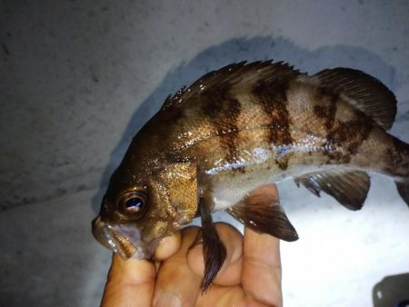 久々にアジ発見