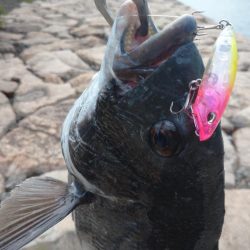 今季初チヌトップ