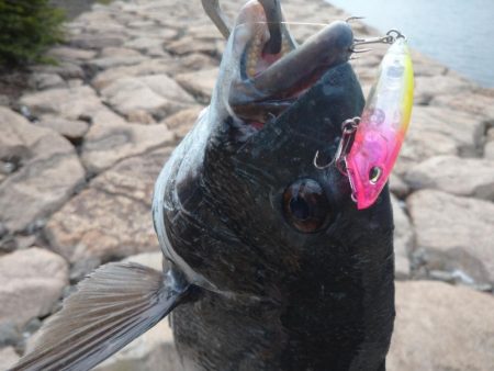 今季初チヌトップ