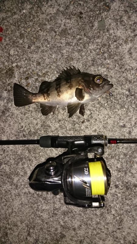 激難メバリング