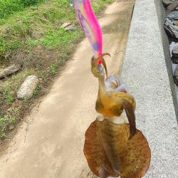 シーバスとアオリイカ