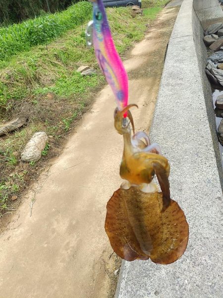 シーバスとアオリイカ