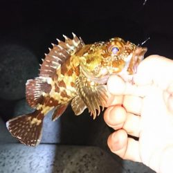 ライトロックフィッシュゲーム