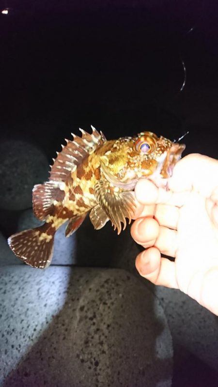 ライトロックフィッシュゲーム