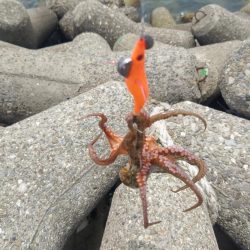タコ釣り