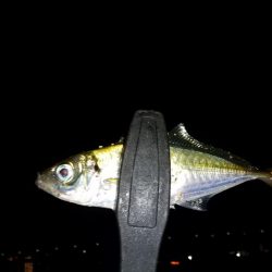 アジが釣れなくて場所移動