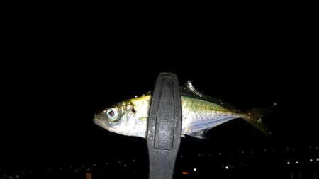 アジが釣れなくて場所移動