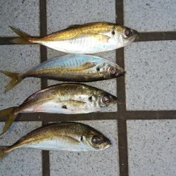 あの後アジ釣れなくて場所移動