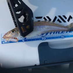 遠投キス投げ釣り