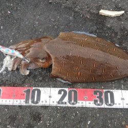 粘ってコウイカゲット