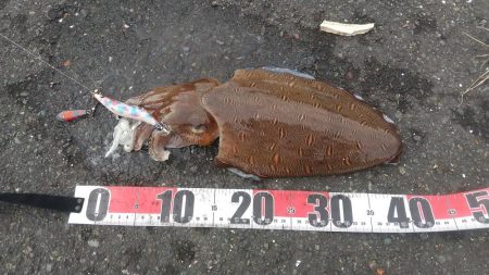 粘ってコウイカゲット