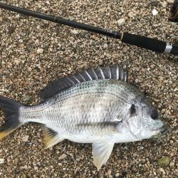 シャローでキビレ連発