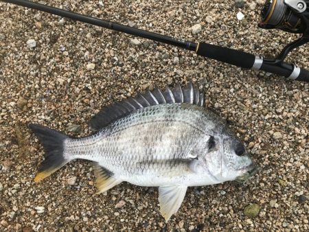 シャローでキビレ連発