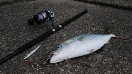 小浦一文字でハマチ