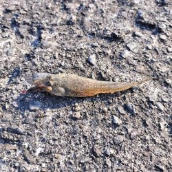 片男波にてちょい投げ