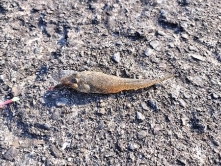 片男波にてちょい投げ