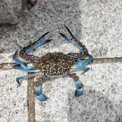 地磯へ行くも、、