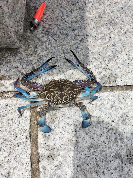 地磯へ行くも、、